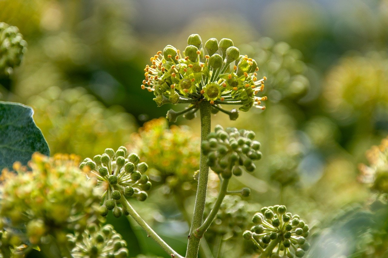 Benefits of Using Natural Plant Dyes in your Garden